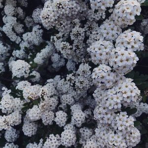 Meet your Posher, Sonya